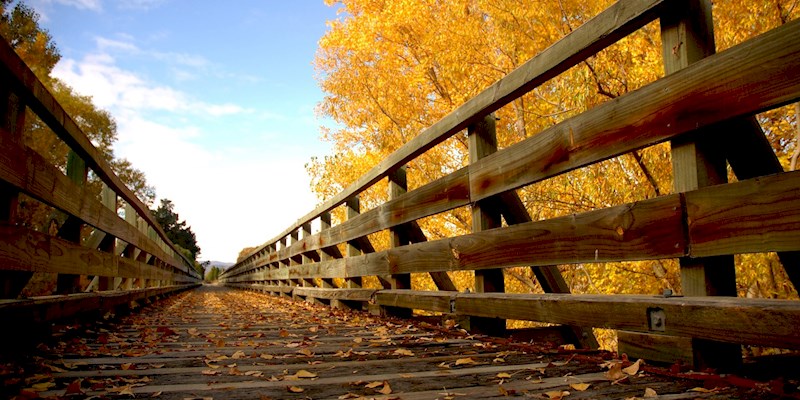 muttun viaduct autumn leaves.JPG